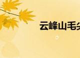 云峰山毛尖（车云山毛尖）