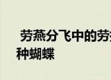  劳燕分飞中的劳指的是什么？1.一种鸟2.一种蝴蝶