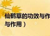 仙鹤草的功效与作用和副作用（仙鹤草的功效与作用）