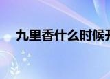 九里香什么时候开花（九里香开花时间）