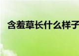 含羞草长什么样子（含羞草是什么样的呢）