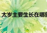 太岁主要生长在哪里（太岁生长在什么地方）