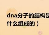 dna分子的结构是什么结构（DNA分子是由什么组成的）