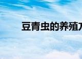 豆青虫的养殖方法（豆青虫的养殖）