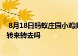  8月18日蚂蚁庄园小鸡问题：向日葵会一直跟着太阳的方向转来转去吗
