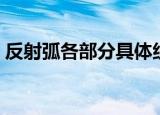 反射弧各部分具体组成是什么（反射弧介绍）