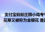  支付宝蚂蚁庄园小鸡考考你：自古被誉为清热解毒良药的忍花草又被称为金银花 是因为？