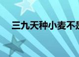 三九天种小麦不是时候（三九天种小麦）