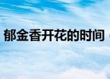 郁金香开花的时间（郁金香的花期是几月份）