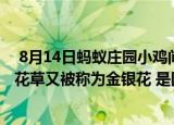  8月14日蚂蚁庄园小鸡问题：自古被誉为清热解毒良药的忍花草又被称为金银花 是因为？