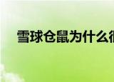 雪球仓鼠为什么很少有人养（雪球仓鼠）