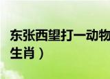 东张西望打一动物生肖（东张西望很紧张打一生肖）