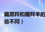 藏原羚和藏羚羊的区别（藏原羚和藏羚羊有哪些不同）