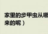 家里的步甲虫从哪来的（家里的步甲虫是怎么来的呢）