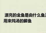  漂亮的金鱼是由什么鱼演变而来的1.经常被转发的锦鲤 2.常用来炖汤的鲫鱼