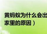 黄蚂蚁为什么会出现在家里（黄蚂蚁会出现在家里的原因）