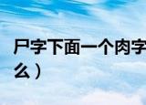 尸字下面一个肉字念什么（尸下面一个肉念什么）