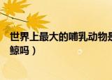 世界上最大的哺乳动物是什么（世界上最大的哺乳动物是蓝鲸吗）