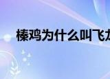 榛鸡为什么叫飞龙（为什么榛鸡叫飞龙）
