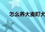 怎么养大麦町犬（大麦町犬如何饲养）