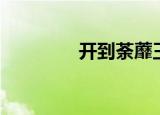 开到荼蘼王菲（爱到荼蘼）