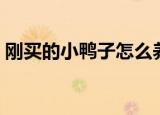 刚买的小鸭子怎么养（如何养刚买的小鸭子）
