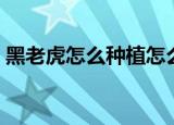 黑老虎怎么种植怎么管理（怎么种植黑老虎）