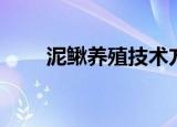 泥鳅养殖技术方法（如何养殖泥鳅）
