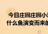  今日庄园庄园小鸡考考你：漂亮的金鱼是由什么鱼演变而来的