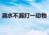 滴水不漏打一动物（滴水不漏打一动物生肖）