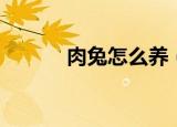 肉兔怎么养（肉兔应该怎么养）