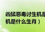 凶猛恶毒讨生机是什么生肖?（凶猛恶毒讨生机是什么生肖）