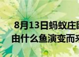  8月13日蚂蚁庄园小鸡问题：漂亮的金鱼是由什么鱼演变而来的