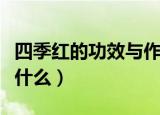 四季红的功效与作用（四季红的功效与作用是什么）