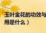 玉叶金花的功效与作用（玉叶金花的功效与作用是什么）