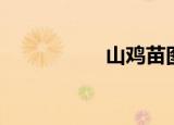 山鸡苗图片（山鸡苗）