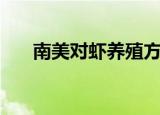 南美对虾养殖方法（南美对虾怎么养）