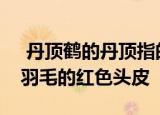  丹顶鹤的丹顶指的是什么 1.毒药鹤顶红2.没羽毛的红色头皮