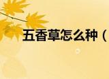 五香草怎么种（五香草种植方法介绍）