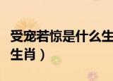 受宠若惊是什么生肖动物吗（受宠若惊是什么生肖）