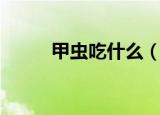 甲虫吃什么（甲虫的食物是什么）