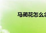 马蔺花怎么念（马蔺花的介绍）