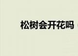 松树会开花吗（松树会不会开花呢）