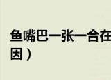鱼嘴巴一张一合在干嘛（鱼嘴巴一张一合的原因）