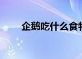 企鹅吃什么食物（企鹅生活在哪里）
