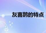 灰喜鹊的特点（关于灰喜鹊的特点）