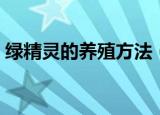 绿精灵的养殖方法（绿精灵的养殖方法介绍）