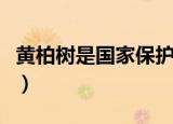 黄柏树是国家保护树种吗（黄柏树的作用讲解）