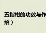 五指柑的功效与作用（五指柑的功效与作用介绍）