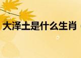 大泽土是什么生肖（大泽土是代表什么生肖）